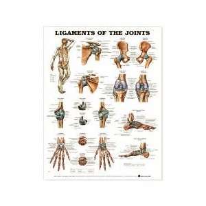  Ligaments of the Joints Chart
