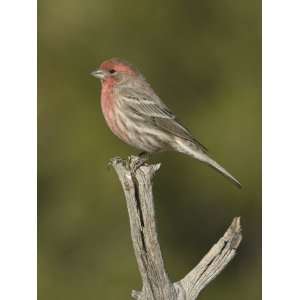  House Finch Male Perched on a Snag (Carpodacus Mexicanus 