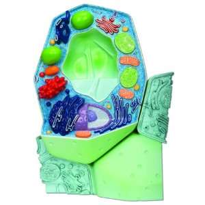 3B Scientific R05 Plant Cell Model, Magnified 500000   1000,000 Times 