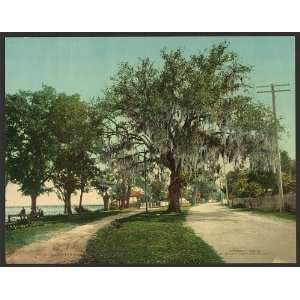  Along the bay,Bay St Louis,waterfront,trees,MS,c1901
