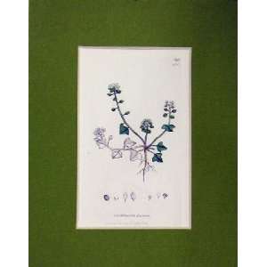  Hand Coloured Print 1800 Cochlearia Danica Flowers