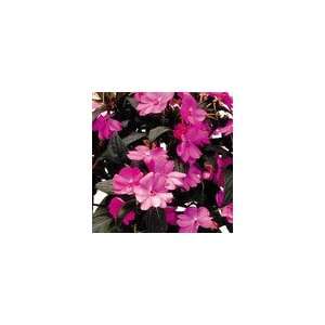    Impatiens SunPatiens® Lavender PP#19,501 Patio, Lawn & Garden