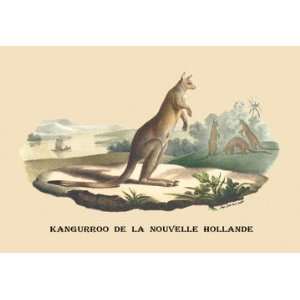  Kangouroo de la Nouvelle Hollande 28x42 Giclee on Canvas 