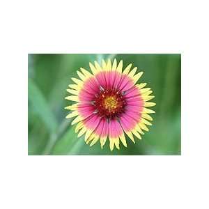 Indian Blanket Wildflower Seeds  1# Full Pound of a Pound 