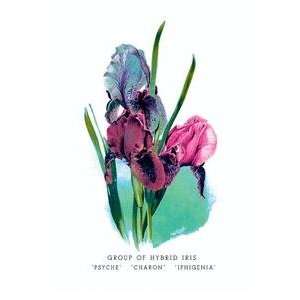  Vintage Art Group of Hybrid Iris Psyche Charon 