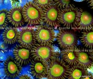 Live Coral   Exotic Tricolor Zoanthid Polyp Colony  