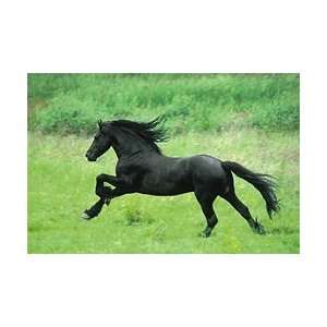  Black Horse Running Poster