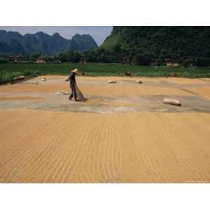  Drying Grain Near Yangshuo, China, Asia Premium 