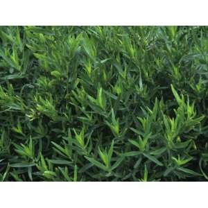 French Tarragon, Artemisia Dracunculus, a Spice and Flavoring Herb 