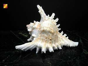 Large Murex Ramosus Shell Seashell 5 6 (130mm+) Beach  