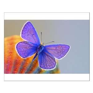  Small Poster Xerces Purple Butterfly 