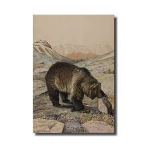  Grizzly Bear Inspecting A Rock Giclee Print