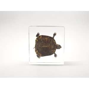  Red Earred Slider Turtle Paperweight