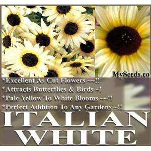  1 LB (78,000+) ITALIAN WHITE Sunflower seeds BEES BIRDS 