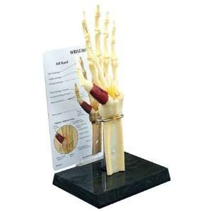  GPI Anatomical Hand & Wrist Joint Model Industrial & Scientific