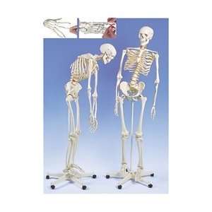  Fred the Flexible Skeleton with Elastic Hand & Foot 