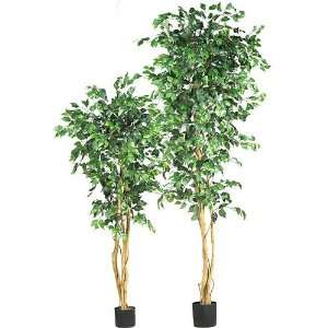  nearly natural Silk Ficus Trees