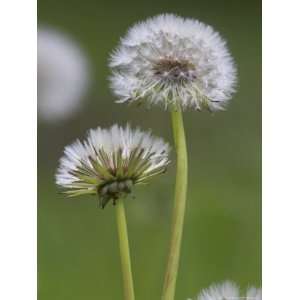 Dandelion Seedheads (Taraxacum Officinale), Cumbria, England, United 