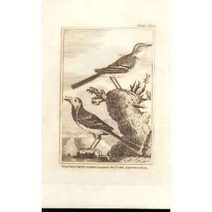  White Water Wagtail & Shepherdess 1812 Bird Engravings 