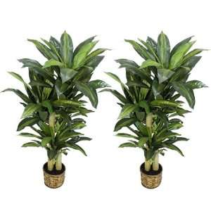  TWO PrePotted 5 Artificial Dracaena Trees with thick 