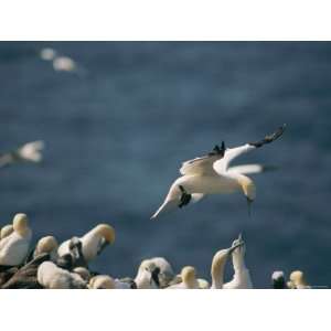 Northern Gannet Seems to Hover in Mid Air Above a Rookery Stretched 