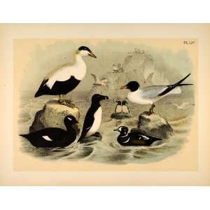   Duck Razor billed Auk Coot   Original Chromolithograph