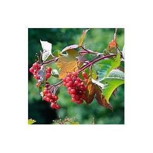  1 American Cranberrybush, Wentworth Viburnum trilobum 1 2 