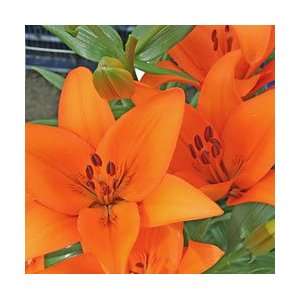  Lily   Asiatic   Orange County Patio, Lawn & Garden