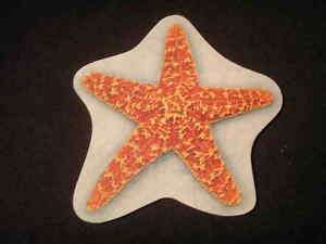 absorbent drink coasters starfish  