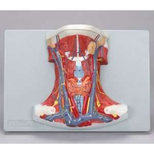 Altay(r) Anatomy of the Human Neck Model  Industrial 