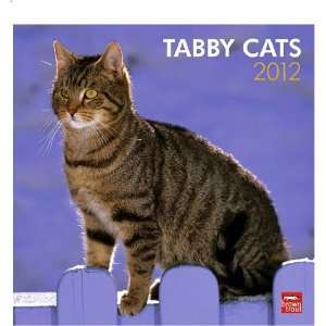  Tabby Cats 2012 Wall Calendar Size 12 X 12 Square Wall 