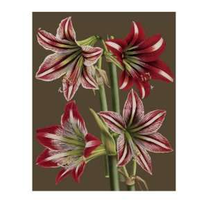  Lush Amaryllis II Premium Giclee Poster Print by Van Houtt 