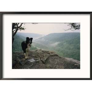  A border collie stands on the bluff at Ravens Point 