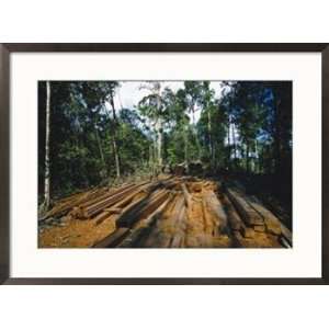  Illegal logging site, felled trees milled into lumber on 