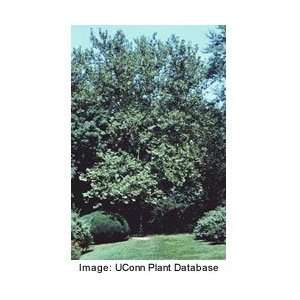  American Sycamore Tree Patio, Lawn & Garden