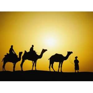  Camels and camel driver silhouetted at sunset, Thar Desert 