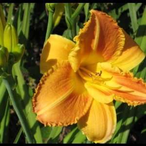  25 fans of Malihini Daylilies Patio, Lawn & Garden