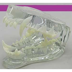   /Dog CLEAR Jaw with Teeth Anatomical Model