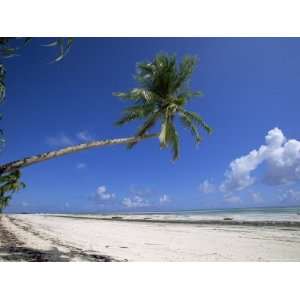 Palm Tree, Kiwengwa Beach, Zanzibar, Tanzania, East Africa, Africa 