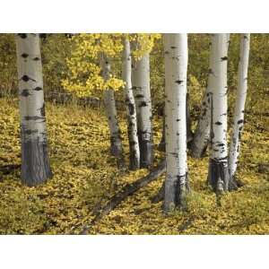  Aspens in Fall Colors, Near Ouray, Colorado, United States 