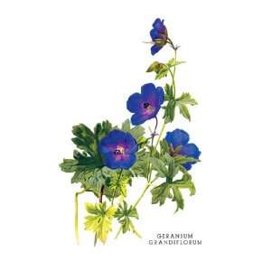  Geranium Grandiflorum 20X30 Canvas