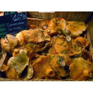  Mushrooms at Market, Avignon, Provence, France Premium 