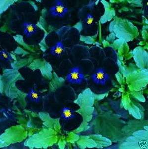 Viola BLACKJACK 25 Flower Seeds ~Baskets & Groundcover~  