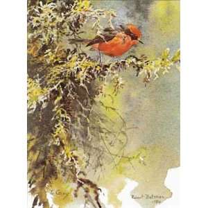 Robert Bateman   Vermilion Flycatcher 