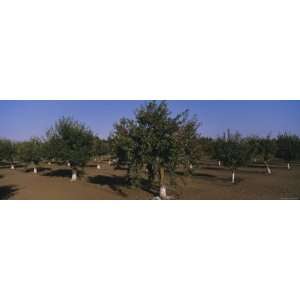  Trees in an Orchard, Gilroy, California, USA Photographic 