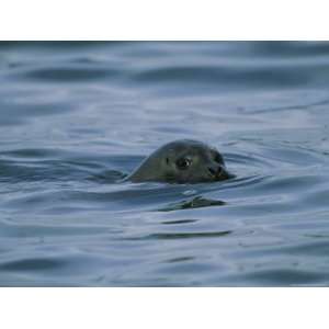  Seal in Water, Clayoquot Sound, Vancouver Island Stretched 