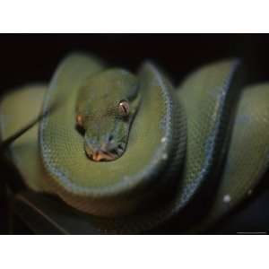 An Immature Green Tree Python Curled on a Branch Looks at the Camera 