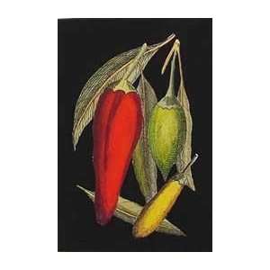   Poster Print   Hot Peppers I   Artist Valentini  Poster Size 18 X 14