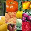 Buyers Choice Vegetable Seed Packages