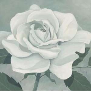    White Rose   Poster by Franz Heigl (12 x 12)
